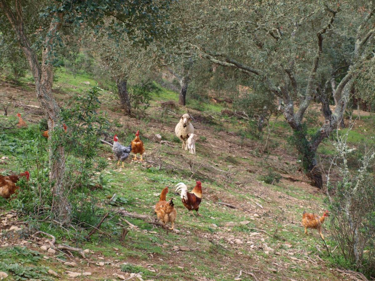 Farm stay Herdade Dos Montes Bastos *