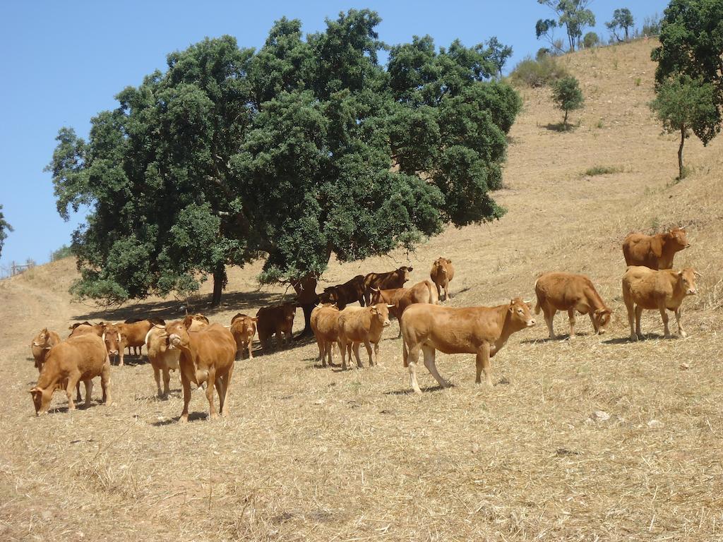 Farm stay Herdade Dos Montes Bastos *